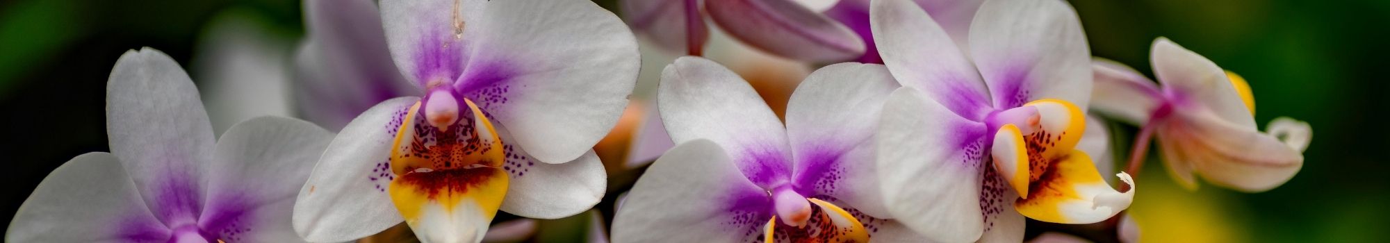 La Orquídea Macul a Domicilio en Santiago