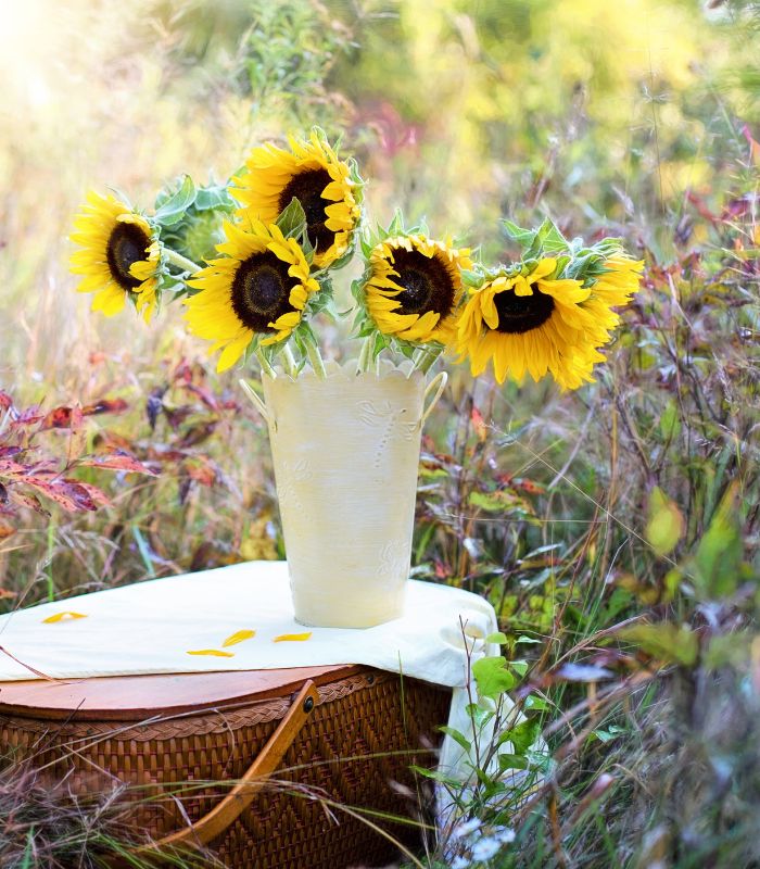 Girasoles Ramo Cerrillos a Domicilio en Santiago