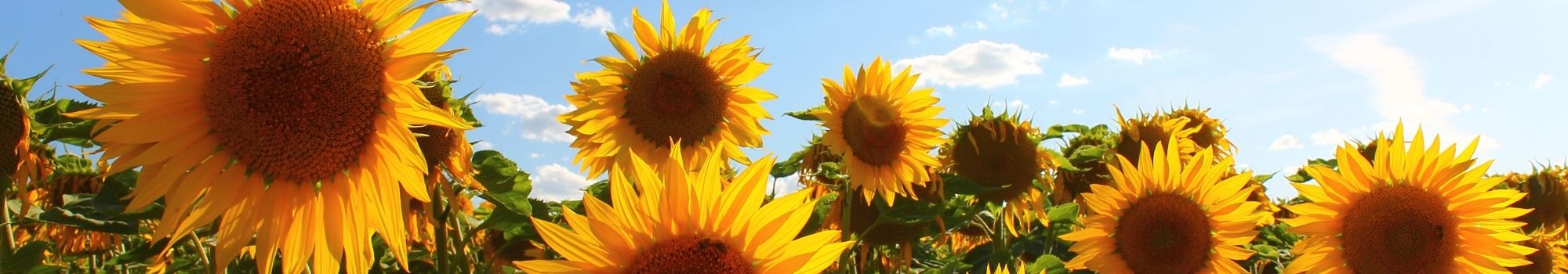 Girasoles Ramo Cerrillos a Domicilio en Santiago