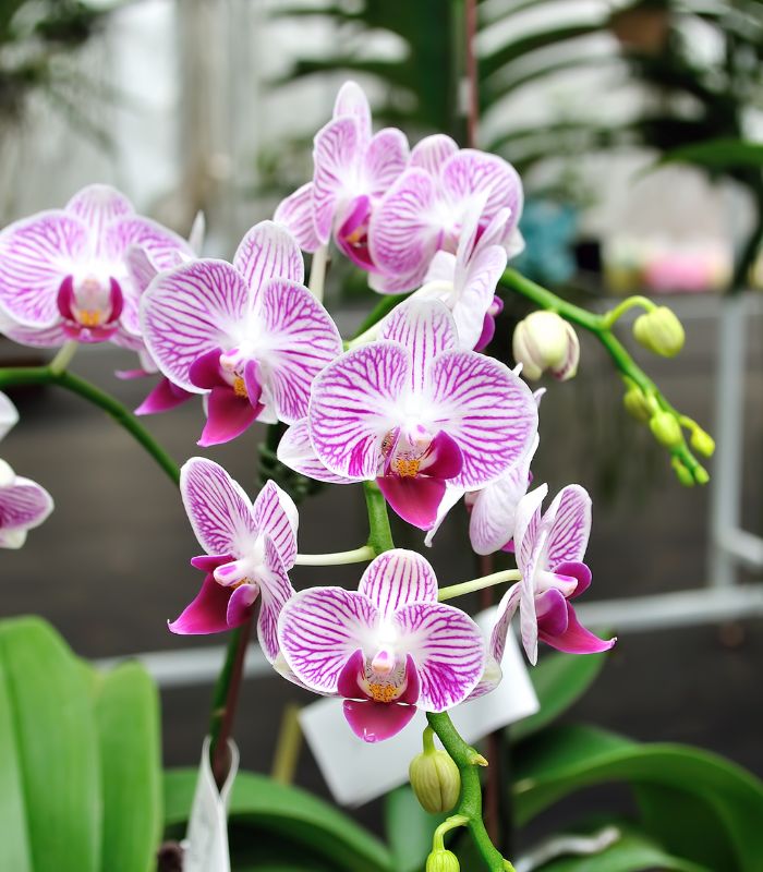 La Orquídea Macul a Domicilio en Santiago