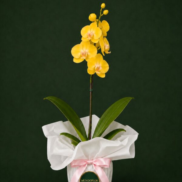 Orquídea amarilla 1 vara