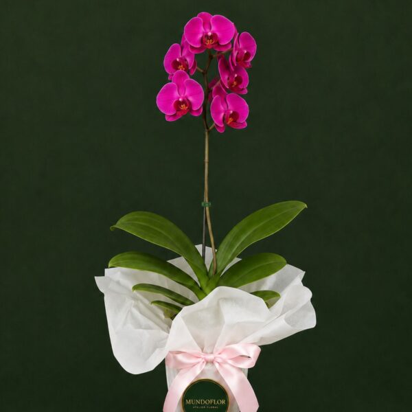 Orquídea fucsia 1 vara