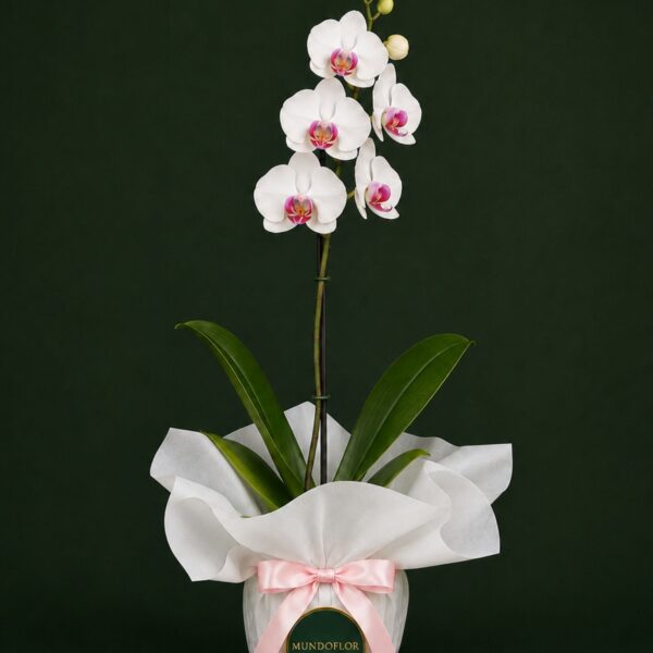 Orquídea blanca 1 vara