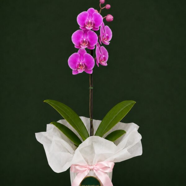 Orquídea rosada 1 vara