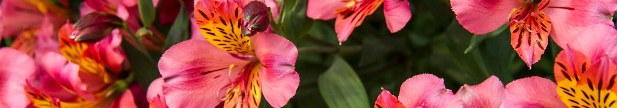 Alstroemeria San Miguel a Domicilio en Santiago