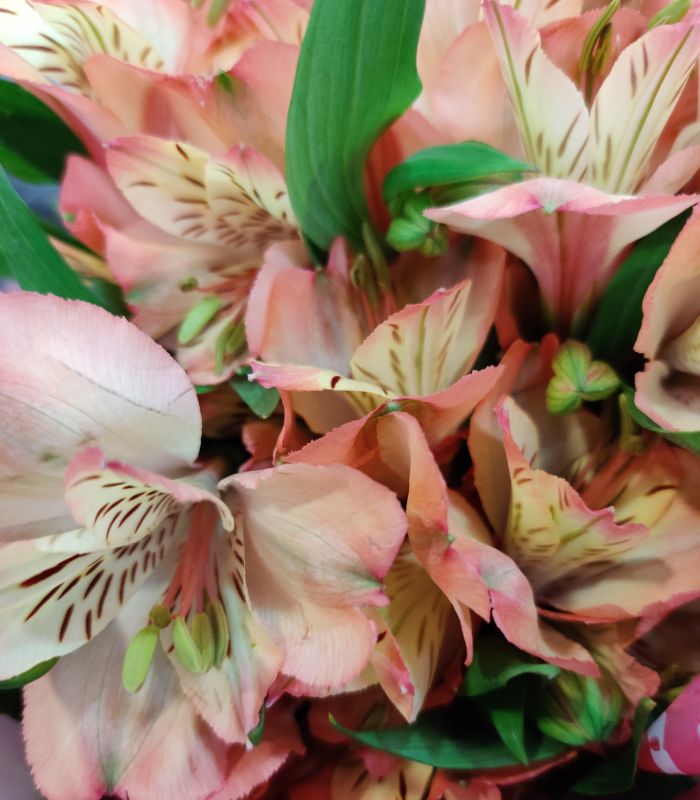 Alstroemeria San Miguel a Domicilio en Santiago