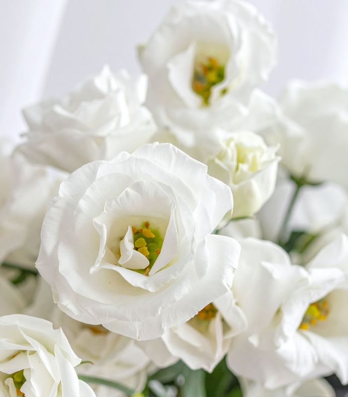 Flores Blancas Lo Prado a Domicilio en Santiago