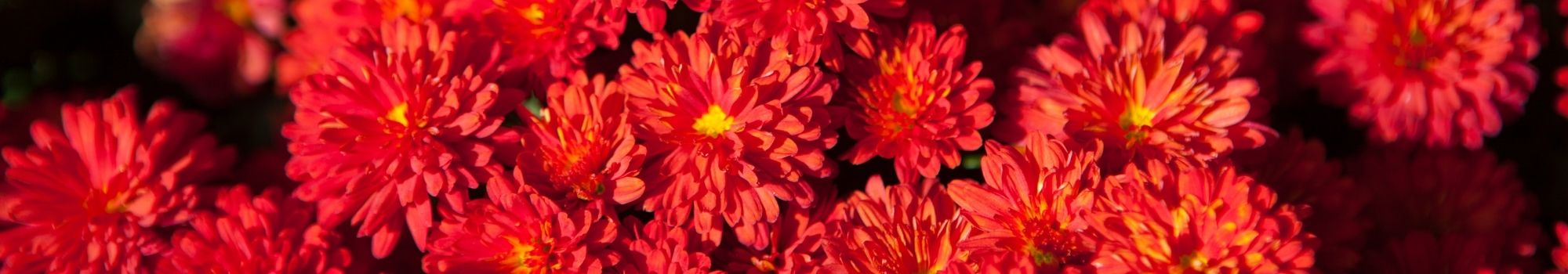 Flores Rojas Macul a Domicilio en Santiago