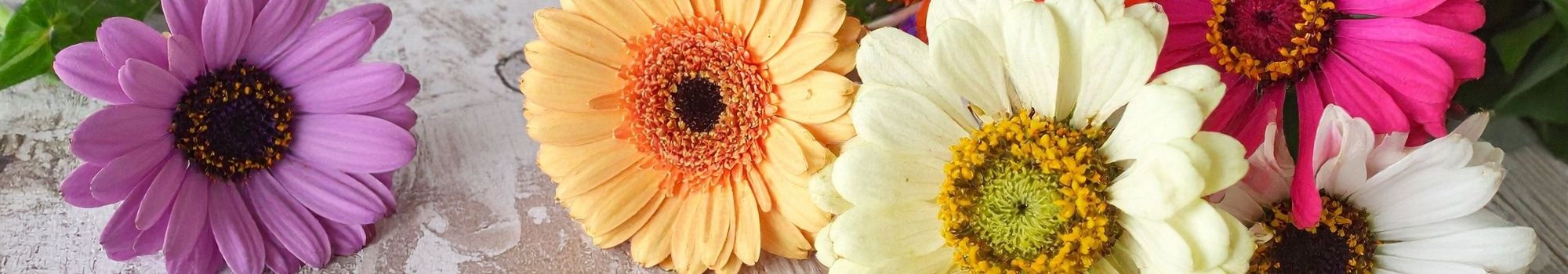 Gerberas Macul a Domicilio en Santiago