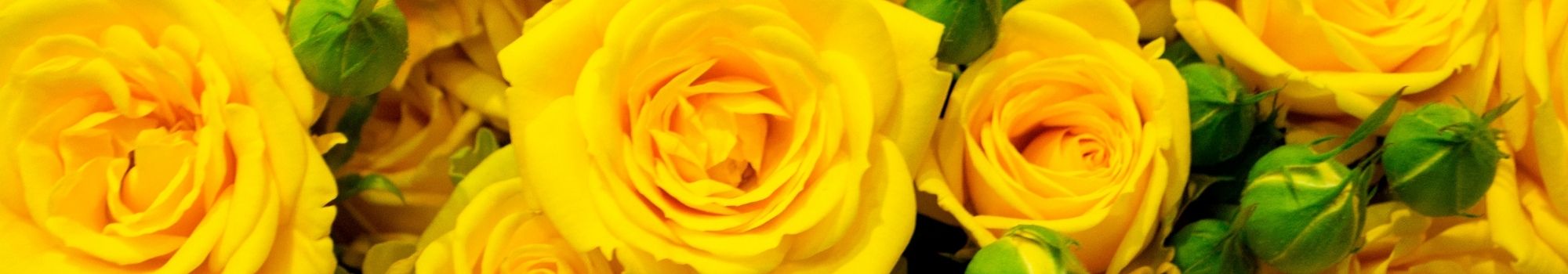 Rosas Amarillas La Reina a Domicilio en Santiago