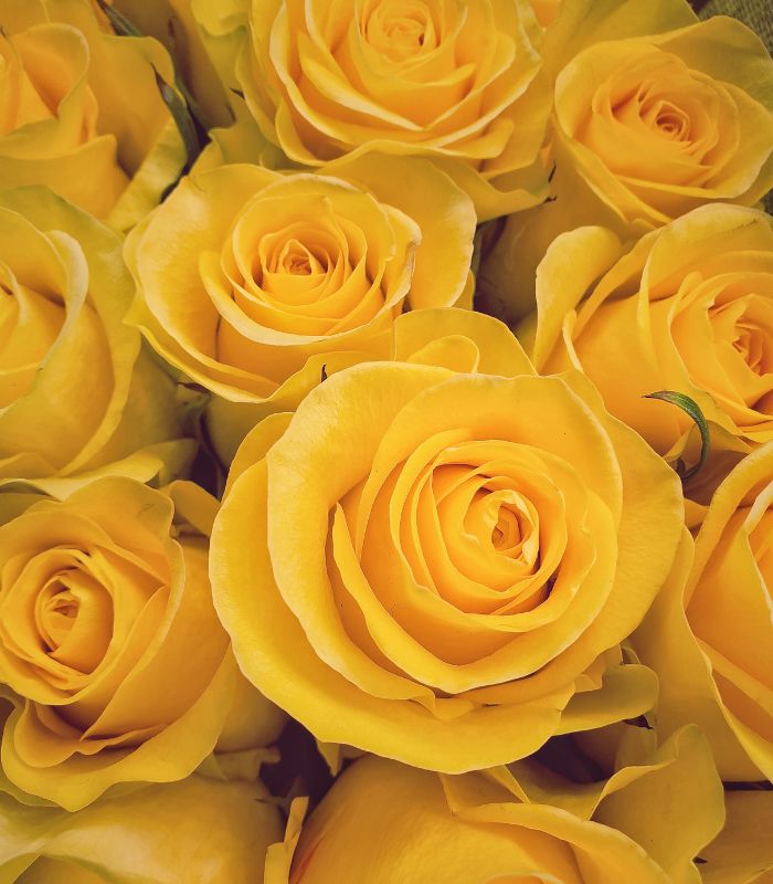 Rosas Amarillas La Reina a Domicilio en Santiago