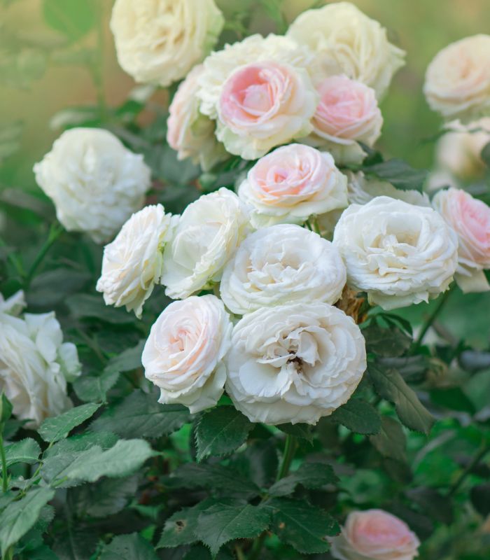 Rosas Blancas La Cisterna a Domicilio en Santiago