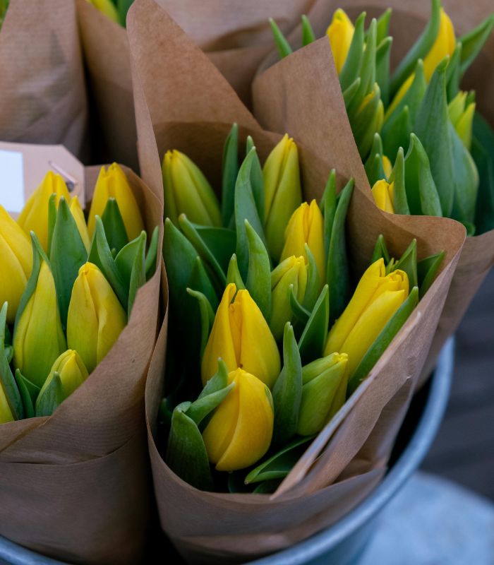 Tulipán Amarillo Recoleta a Domicilio en Santiago