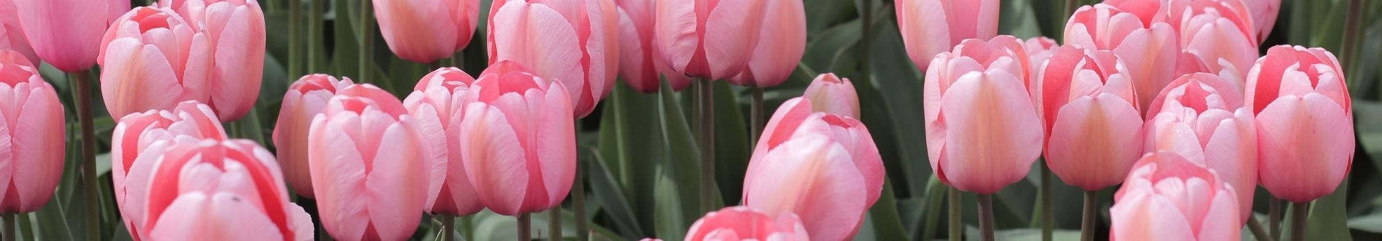 Tulipán Rosa Cerrillos a Domicilio en Santiago