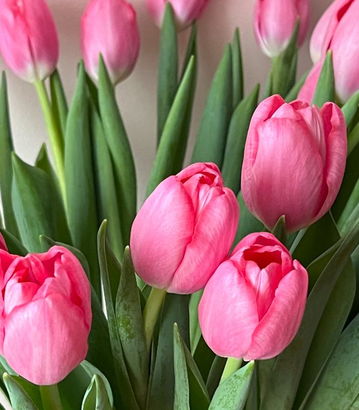 Tulipán Rosa Cerrillos a Domicilio en Santiago